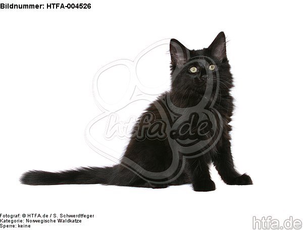 Norwegische Waldkatze Kätzchen / norwegian forestcat kitten / HTFA-004526