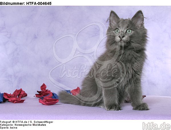 Norwegische Waldkatze Kätzchen / norwegian forestcat kitten / HTFA-004645