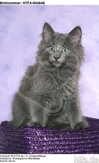 Norwegische Waldkatze Kätzchen / norwegian forestcat kitten / HTFA-004648