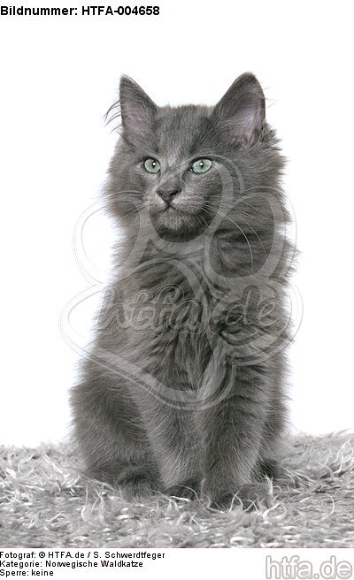 Norwegische Waldkatze Kätzchen / norwegian forestcat kitten / HTFA-004658