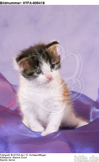 Maine Coon Kätzchen / maine coon kitten / HTFA-005418