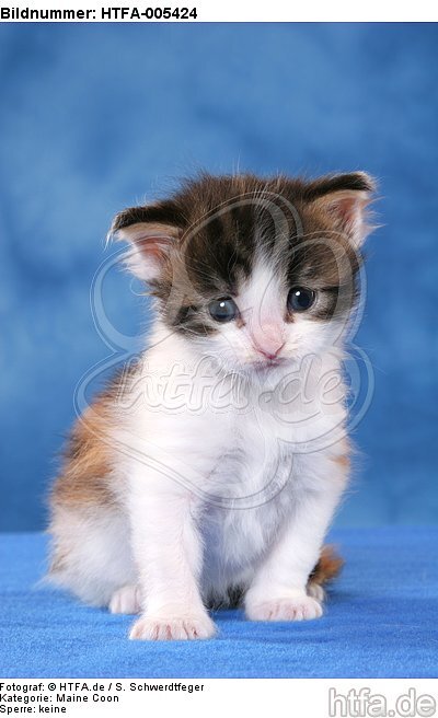 Maine Coon Kätzchen / maine coon kitten / HTFA-005424