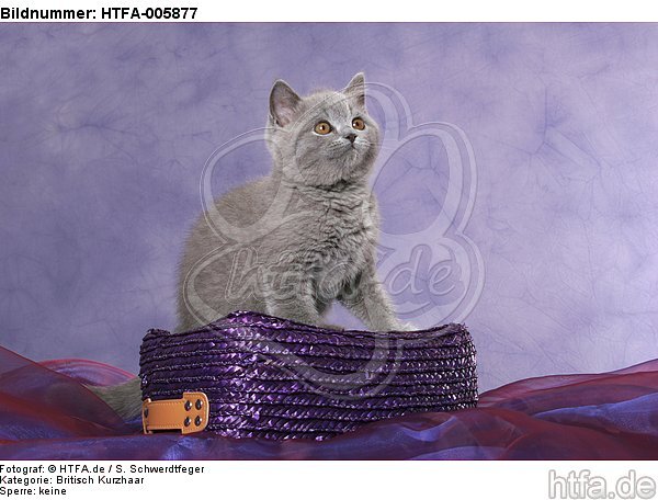 Britisch Kurzhaar Kätzchen / british shorthair kitten / HTFA-005877