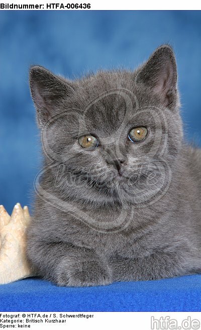 Britisch Kurzhaar Kätzchen / british shorthair kitten / HTFA-006436