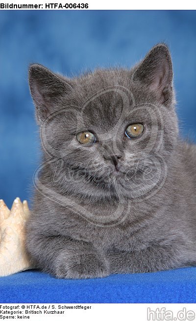 Britisch Kurzhaar Kätzchen / british shorthair kitten / HTFA-006436