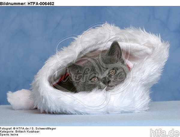 Britisch Kurzhaar Kätzchen / british shorthair kitten / HTFA-006462
