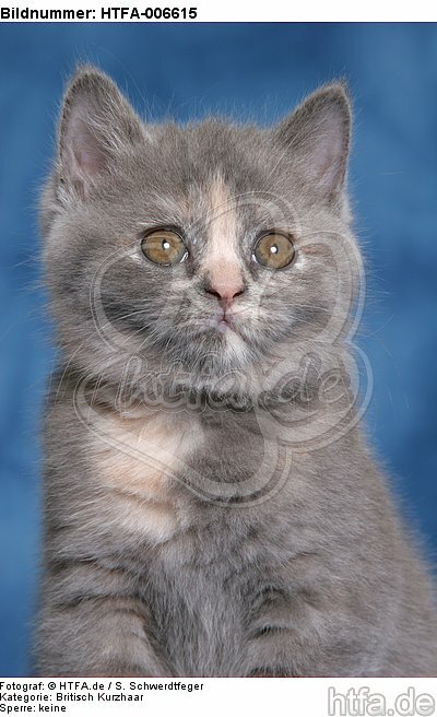 Britisch Kurzhaar Kätzchen / british shorthair kitten / HTFA-006615