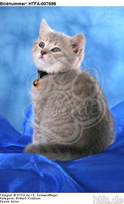 Britisch Kurzhaar Kätzchen / british shorthair kitten / HTFA-007698
