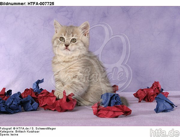Britisch Kurzhaar Kätzchen / british shorthair kitten / HTFA-007725