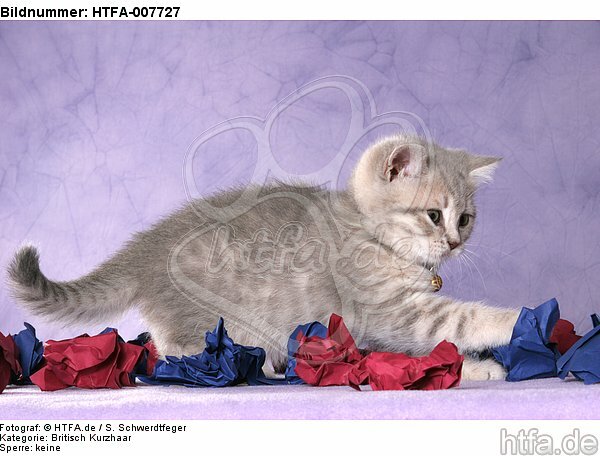 Britisch Kurzhaar Kätzchen / british shorthair kitten / HTFA-007727