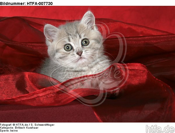 Britisch Kurzhaar Kätzchen / british shorthair kitten / HTFA-007730
