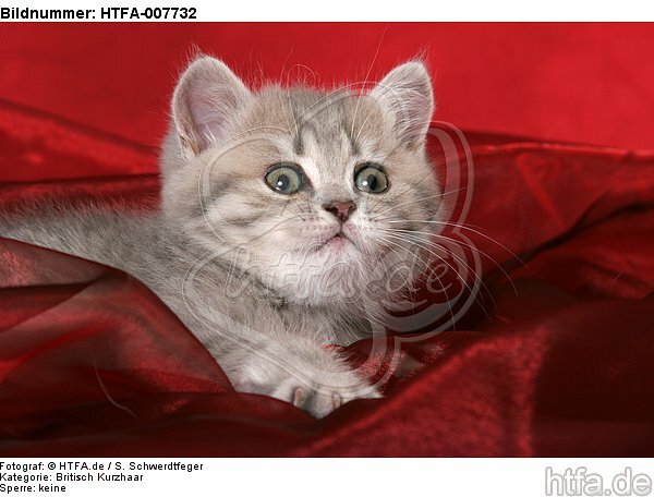 Britisch Kurzhaar Kätzchen / british shorthair kitten / HTFA-007732