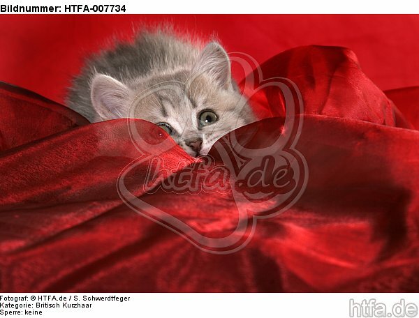 Britisch Kurzhaar Kätzchen / british shorthair kitten / HTFA-007734