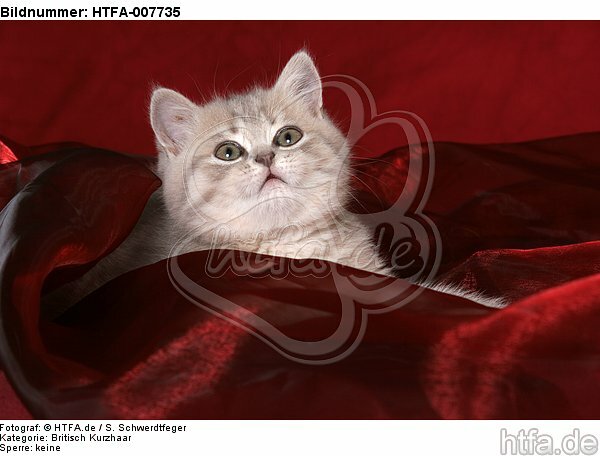 Britisch Kurzhaar Kätzchen / british shorthair kitten / HTFA-007735