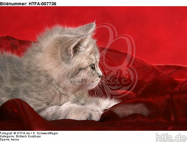 Britisch Kurzhaar Kätzchen / british shorthair kitten / HTFA-007736
