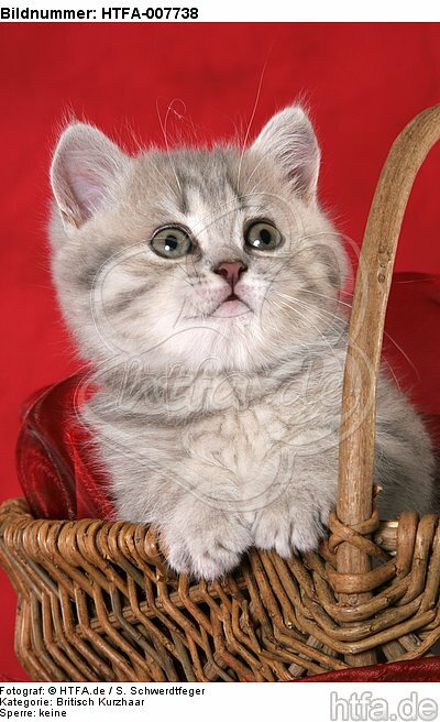 Britisch Kurzhaar Kätzchen / british shorthair kitten / HTFA-007738