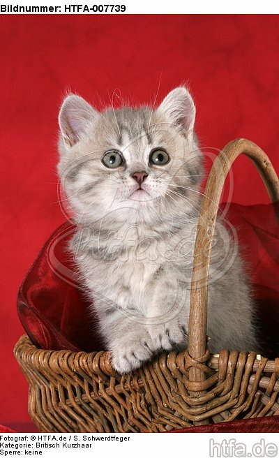 Britisch Kurzhaar Kätzchen / british shorthair kitten / HTFA-007739