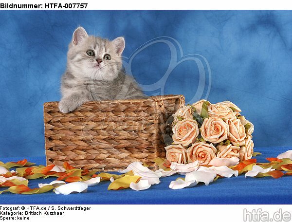 Britisch Kurzhaar Kätzchen / british shorthair kitten / HTFA-007757