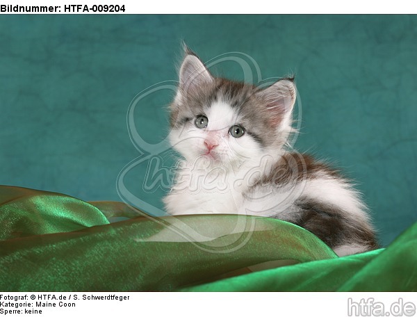 Maine Coon Kätzchen Portrait / maine coon kitten portrait / HTFA-009204