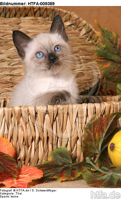Thai Kätzchen / thai kitten / HTFA-009389