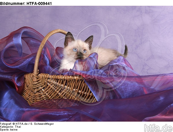 Thai Kätzchen / thai kitten / HTFA-009441