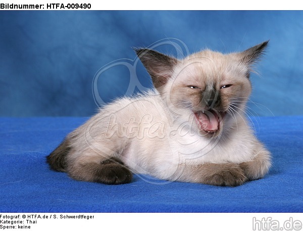 gähnendes Thai Kätzchen / yawning thai kitten / HTFA-009490