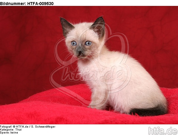 sitzendes Thai Kätzchen / sitting thai kitten / HTFA-009530