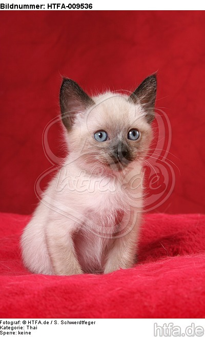 sitzendes Thai Kätzchen / sitting thai kitten / HTFA-009536