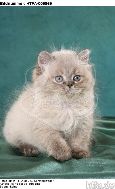 sitzendes Perser Colourpoint Kätzchen / sitting persian colourpoint kitten / HTFA-009869