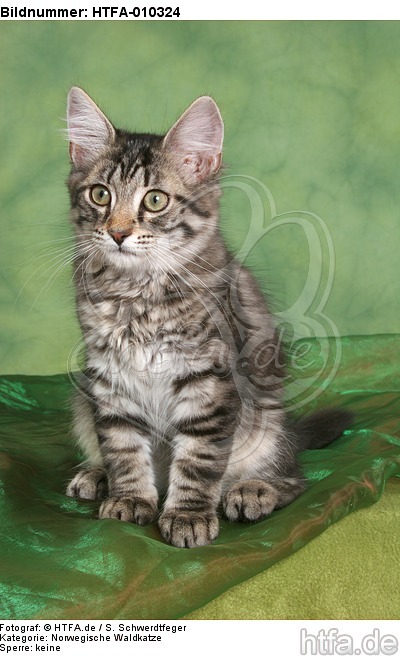 sitzendes Norwegisches Waldkätzchen / sitting Norwegian Forestcat kitten / HTFA-010324