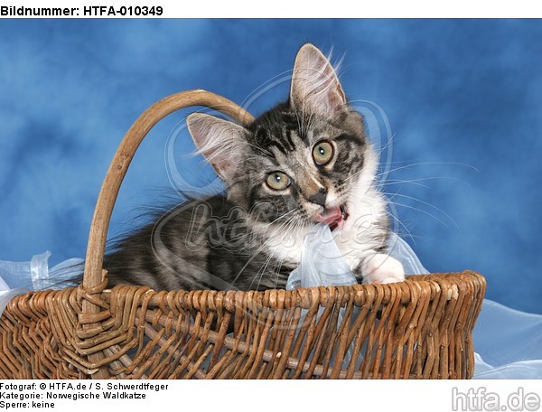 Norwegisches Waldkätzchen Portrait / Norwegian Forestcat kitten portrait / HTFA-010349