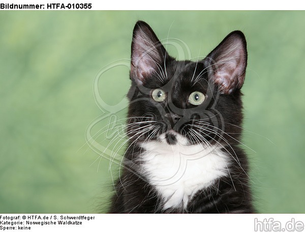 Norwegisches Waldkätzchen Portrait / Norwegian Forestcat kitten portrait / HTFA-010355