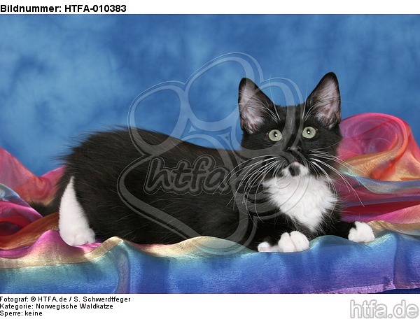 liegendes Norwegisches Waldkätzchen / lying Norwegian Forestcat kitten / HTFA-010383