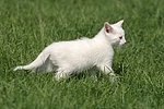 weißes Kätzchen / white kitten