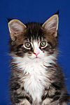 Maine Coon Kätzchen / maine coon kitten