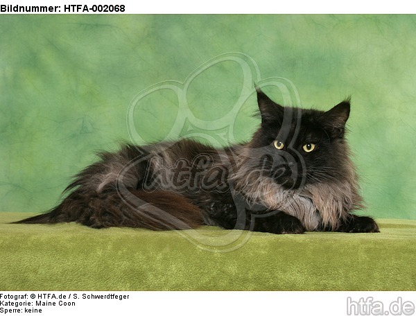 Maine Coon / HTFA-002068