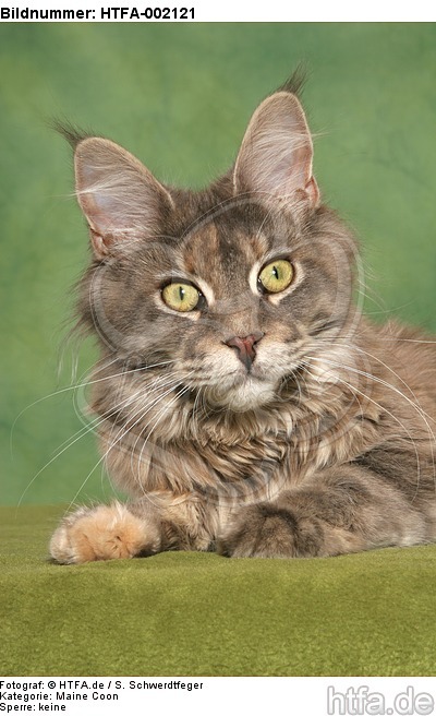 Maine Coon / HTFA-002121