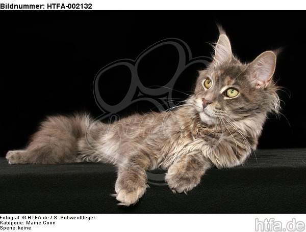 Maine Coon / HTFA-002132