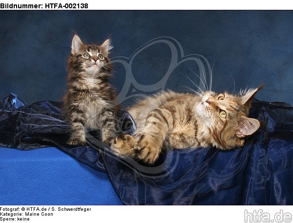 Maine Coons / HTFA-002138
