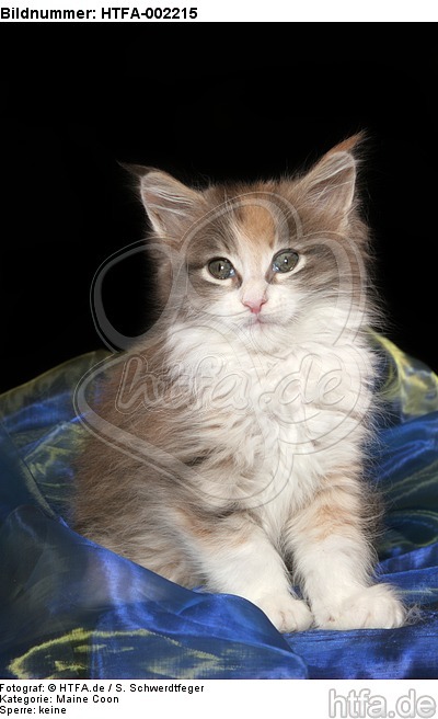 Maine Coon Kätzchen / maine coon kitten / HTFA-002215