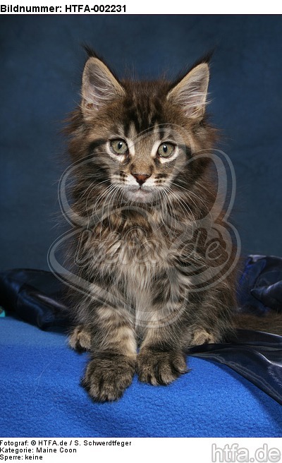 Maine Coon Kätzchen / maine coon kitten / HTFA-002231