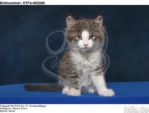 Maine Coon Kätzchen / maine coon kitten / HTFA-002260