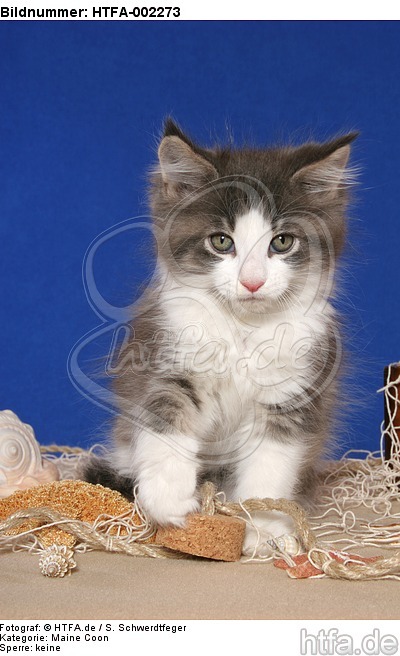 Maine Coon Kätzchen / maine coon kitten / HTFA-002273