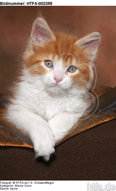 Maine Coon Kätzchen / maine coon kitten / HTFA-002355