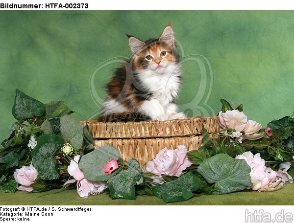 Maine Coon Kätzchen / maine coon kitten / HTFA-002373