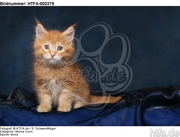 Maine Coon Kätzchen / maine coon kitten / HTFA-002379