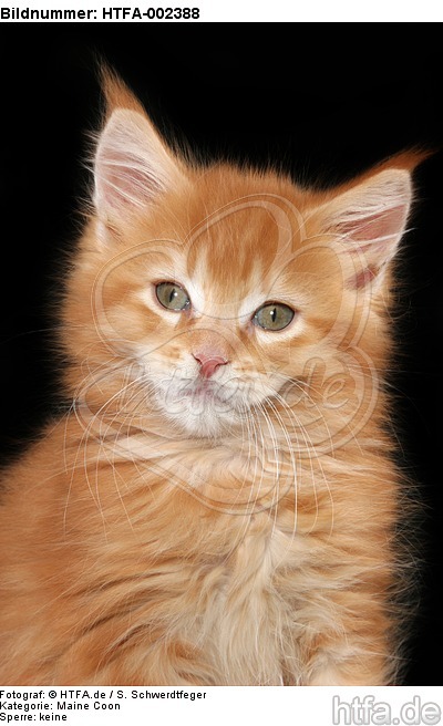 Maine Coon Kätzchen / maine coon kitten / HTFA-002388