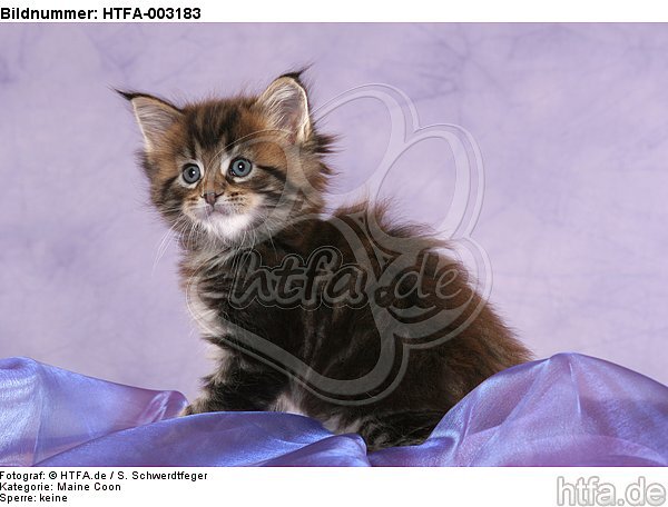 Maine Coon Kätzchen / maine coon kitten / HTFA-003183