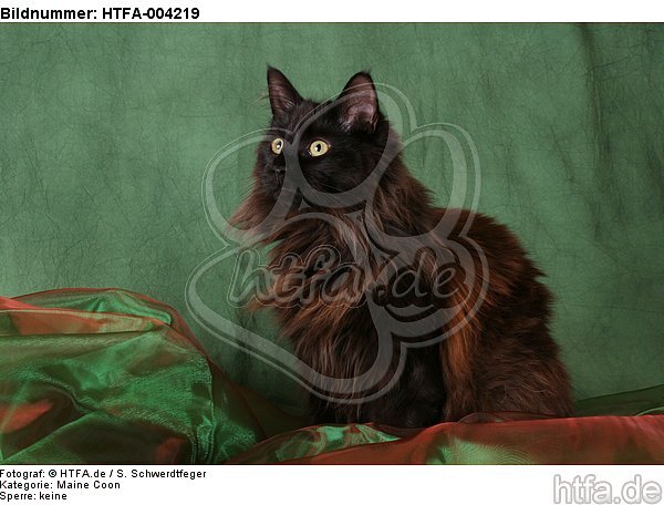 Maine Coon / HTFA-004219