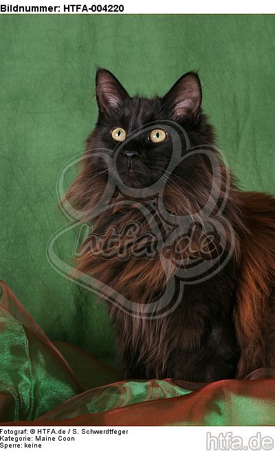 Maine Coon / HTFA-004220